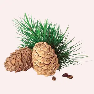 High-Quality Cedarwood Oil Supplier Top Grade Essential Oils at Wholesale Price Bulk Quantity Available from Indian Supplier