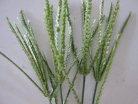 Poudre verte brune d'herbe naturelle Eleusine Indica, détoxifie le corps, sans problèmes de diabète