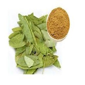 Polvo de extracto de hoja de Senna natural cultivado en estado salvaje 10%-20% Senósidos Extracto de hierbas de la mejor calidad Disolvente de embalaje de tambor - Product Image 1