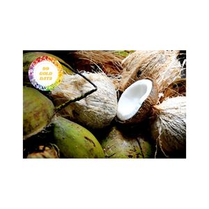 ALIMENTATION EN VRAC DE VIANDE DE NOIX DE COCO CONGELÉE EN VRAC DE L'USINE DU VIETNAM POUR RESTAURANT HÔTEL ET DISTRIBUTEURS L'INGRÉDIENT POUR LE DESSERT - Product Image 6