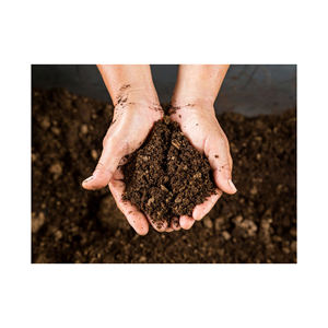 พรุมอสจำนวนมากเหมาะสำหรับการทำสวนและสถานรับเลี้ยงเด็กในบ้าน - Product Image 2