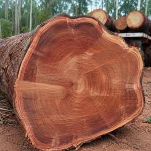 Troncos de Caoba Africana Premium (Khaya Ivorensis) |   Troncos Redondos de Madera Tropical de Alta Calidad para Muebles y Chapa de Madera - Product Image 6