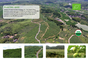 Высококачественный травяной экстракт бакопа Монье, экстракт порошка с бакопером 20%-50% - Product Image 3
