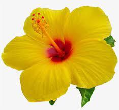 Thé à base de fleurs d'hibiscus naturel biologique, aromatisé aux fruits, traitement brut mélangé à feuilles mobiles, emballé dans des sachets en vrac - Product Image 2