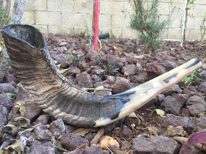 Shofar de Cuerno de Carnero Natural Ecológico al por Mayor, Diseño Moderno Hecho a Mano para Uso Espiritual y Tradicional - Product Image 4