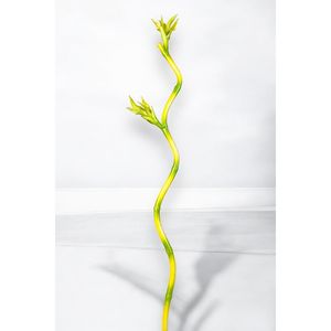 ไม้ไผ่โชคดี100ซม. - Product Image 2