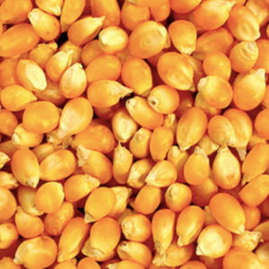 ควบคุมความชื้นข้าวโพดสีเหลืองแบบ non-GMO สำหรับการแปรรูปอาหารในรูปแบบสดและแห้งแช่แข็ง - Product Image 3