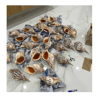 Trompette Triton Shell collectée au Vietnam pour des articles cadeaux et de l'art nautique par 99 Gold Data Trumpet Triton Shell Exportateur
