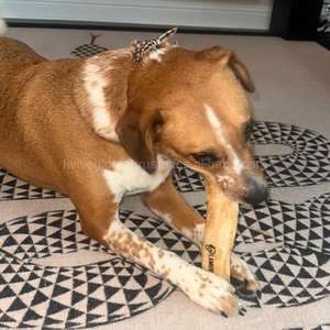 Une alternative sûre aux bâtonnets ordinaires, le bâtonnet à mâcher en bois de café aide à nettoyer les dents et les gencives tout en encourageant une mastication sereuse. - Product Image 3