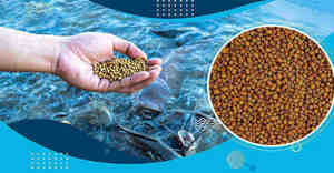Alimento Flotante para Peces de Alta Calidad de la India, Nutrición Sostenible, Ideal para un Crecimiento Rápido, Cultivo de Peces Saludable y Ecológico - Product Image 2