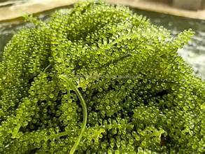 UVA DE MAR PURA ETIQUETA LIMPIA APOYO INMUNE A BASE DE PLANTAS NATURALES SUPERALIMENTO DE FUENTE OCÉANA - Product Image 6