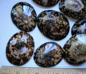 เปลือก limpet ที่บรรจุเพื่อส่งออกไปยังร้านค้าของขวัญของตกแต่งซัพพลายเออร์และธุรกิจงานฝีมือตกแต่งภายในสไตล์ทางทะเล - Product Image 2