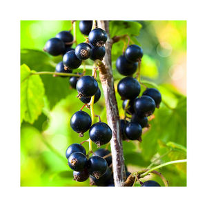 Grosella negra a granel lista para exportación a la industria alimentaria y nutracéutica - Product Image 2