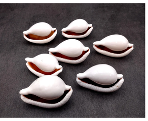 ไข่วัวสีขาวเปลือกหอย ovula ovum (1เปลือกประมาณ2 + นิ้ว) เปลือกหอยไข่ขาวที่สวยงามสำหรับจัดแสดงหรือเก็บสะสม - Product Image 3