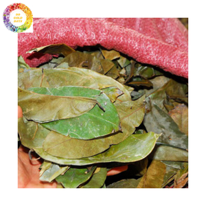 100% feuilles de corossol séchées au soleil naturelles du Vietnam herbes naturelles feuilles de Graviola de haute qualité avec arôme spécial meilleur fournisseur - Product Image 6