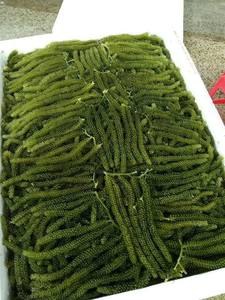 Uvas de Mar Saladas Frescas, Ricas en Minerales, Caviar Verde Sostenible para Dietas Veganas y Distribución Internacional de Mariscos - Product Image 2