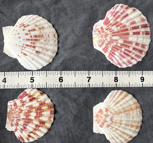 Conchas vieiras secas al sol limpiadas naturalmente para diseños de Arte de vajilla y uso de decoración a granel - Product Image 5