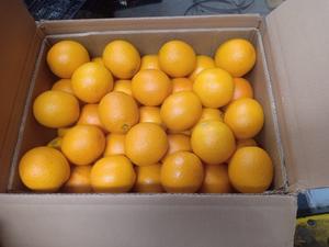 Naranja Navel Fresca Orgánica de Primera Calidad en Venta - Product Image 2