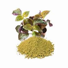 POLVO DE HOJA DE PERILLA ORGÁNICA PARA EL EQUILIBRIO INMUNE Y LA VIDA VERDE LIMPIA CON NUTRICIÓN BOTÁNICA - Product Image 5
