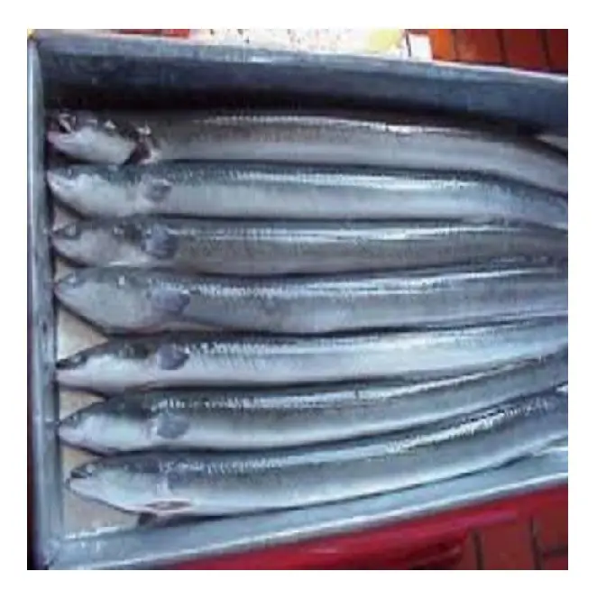 Sale Live Eels Premium Quality Frozen Fresh Fish