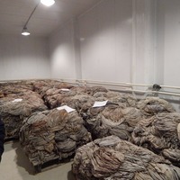 Viande de buffle désossée congelée fraîche/Omasum de boeuf congelé/viande de vache d'exportation viande de boeuf boeuf congelée corps de viande de buffle pour wh