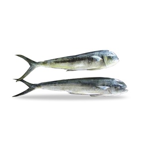 Pescado Mahi Mahi, Precio al por Mayor, Congelado, Entero y Redondo - Product Image 3