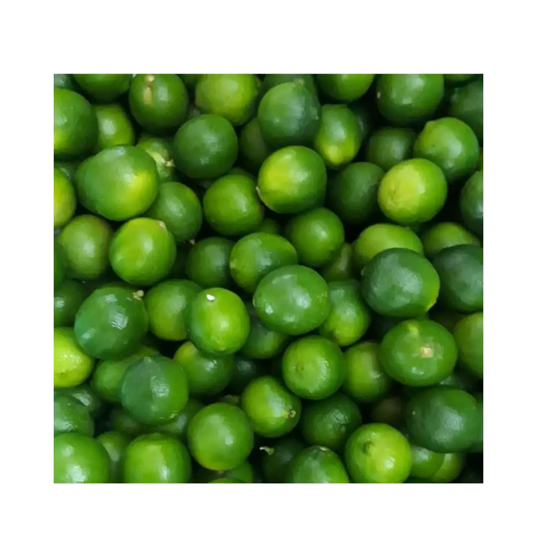 Giao Hàng Nhanh Chất Lượng Tốt Nhất Tươi Lime Giá Thị Trường Tươi Màu Xanh Lá Cây Citrus Trái Cây-Chanh Tươi Xuất Khẩu Tại Việt Nam Màu Xanh Lá Cây