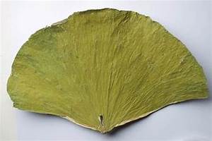 NATURAL <b>DRIED</b> LOTUS LEAVES FOR HERBAL TEA IMMUNE SYSTEM SUPPORT AND CLEAN <b>PLANT</b> BASED NUTRITION - Product Image 3