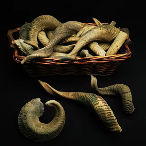 Corno Shofar en corne de mouton polie de haute qualité, style nautique animalier, décoration intérieure, finition naturelle, d'origine indienne - Product Image 1