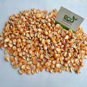 ข้าวโพดขาวข้าวเหนียวออร์แกนิกขายส่ง - Product Image 2