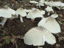 BASE DE CHAMPIGNON HERBAGRO - Product Image 5