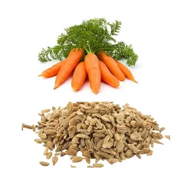 Meilleures offres 100% Pure Organic Nature Skin Care Huile essentielle de graines de carotte Huile de graines de carotte naturelle de qualité alimentaire