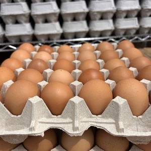 Œufs de poule brun frais de table, haute qualité, 60g, durée de conservation 1 an, à bons prix, du Brésil, œufs naturels - Product Image 6