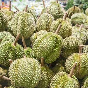 Durian frais du Vietnam de qualité supérieure pour l'exportation et la vente en gros - Product Image 1