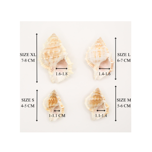 หอยสังข์ขัดเงา งานฝีมือจากคริสตัล หอยทะเล หอยสังข์ หอยมีหนาม ราคาถูก หอยธรรมชาติ จำนวนมาก - Product Image 3