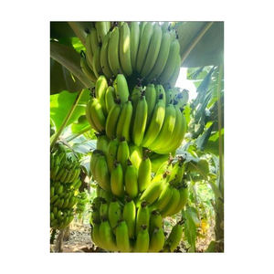 BANANE CAVENDISH VERTE NATURELLE PURE BIO - Product Image 5