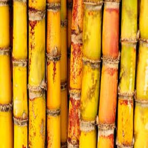 Sucre raffiné directement de Thaïlande, emballage de 50 kg, sucre blanc brésilien Icumsa 45, sucre à vendre - Product Image 3