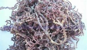 SEAMOSS NATURAL DE FUENTE OCÉANO LIMPIO PARA APOYO INMUNE SALUD DIGESTIVA Y DIETA BASADA EN PLANTAS - Product Image 5