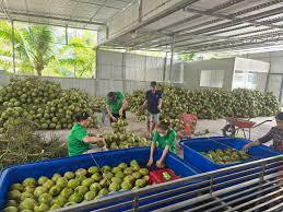 เนื้อมะพร้าวเวียดนามแช่แข็ง IQF คุณภาพพรีเมียม ไขมันสูง สำหรับอุตสาหกรรมอาหาร จำหน่ายจำนวนมาก - Product Image 5