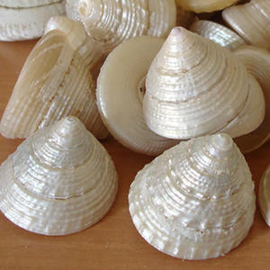 Trochus maculatus polonais poire coquille bijoux technique brute artisanat naturel avec perle polie motif de coquille de mer inspiré piramide - Product Image 1