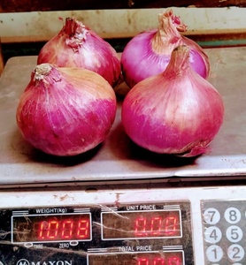 Semillas Híbridas de Cebolla GAD F1 - Product Image 3