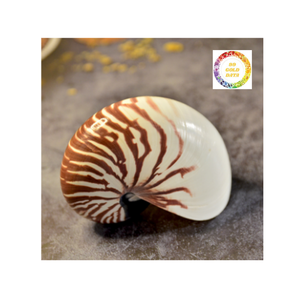 เปลือกหอยหอยโข่งของแท้ลายธรรมชาติสวยงามสำหรับตกแต่งโต๊ะหรือตกแต่งภายในด้วยแรงบันดาลใจจากมหาสมุทร - Product Image 6