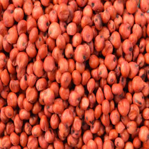 High Quality Sorghum <b>Millet</b> White And Red Varieties Raw Material For Food Processing And Industrial Use With High Nutritional - Product Image 1