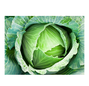 Compre repollo verde a granel a bajo costo, repollo fresco de calidad premium listo para enviar a compradores globales - Product Image 2