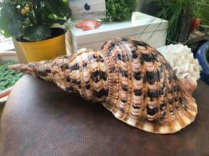 Elegante Triton Shell Natural Ocean Decoración Superficie suave y brillante Triton Shell de Vietnam Proveedor para Decoración - Product Image 5