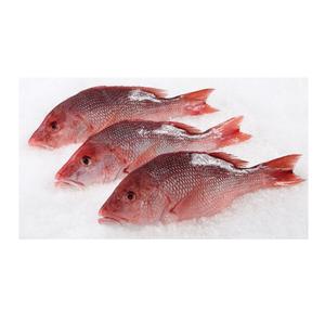 Pargo Rojo Entero Congelado Puro de Primera Calidad en Venta al Precio Mayorista Más Bajo - Product Image 5