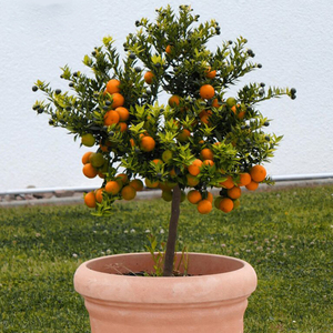 1.5kg di fertilizzante granulare organico per agrumi e kiwi Cycas nutrienti e vitamine-fertilizzante organico naturale - Product Image 3