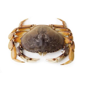 ปูทะเลสดคุณภาพเยี่ยม (อาหารทะเล) ขายในราคาขายส่งถูกที่สุด - Product Image 2