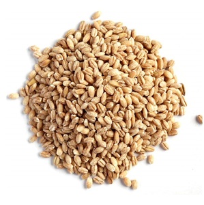 Cebada de la mejor calidad para alimentación animal, proteína de cebada para ganado, grano de cebada - Product Image 5