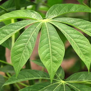 มันสำปะหลังสับละเอียดแบบพรีเมี่ยมจากเวียดนามพร้อมปรุงสำหรับตลาดส่งออก - Product Image 1